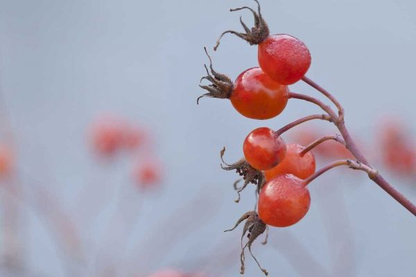Washington, Seabeck Wild rose hips in winter